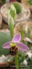 Ophrys apifera