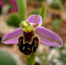 Ophrys apifera