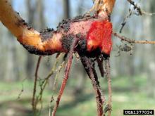 bloodroot photo © Joseph O'Brien, USDA Forest Service, www.forestryimages.org