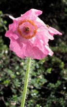 Meconopsis sherriffii