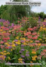  IRG 109  Candelabra primulas in the garden of Sue Simpson 