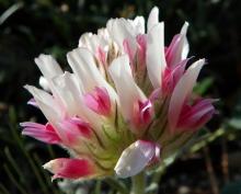 Trifolium macrocephalum