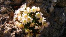 Cistanthe tweedyi ( syn. Lewisia tweedyi)  