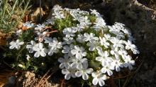 Phlox condensata ssp. covillei (syn- P. covillei)