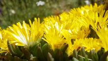 Delosperma basuticum