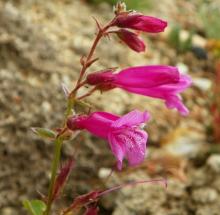 Penstemon newberryi ssp. newberryi