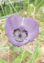 Calochortus uniflorus  Bulb Log 2220