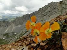 Papaver rhaeticum