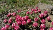 Eriogonum ovalifolium var rubidum