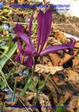 Cover image IRG 99 Iris sisianica 