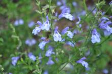 Salvia 'African Skies'