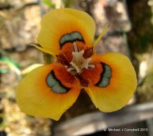 Moraea tulbagensis ( neopavonia.)