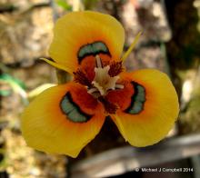 Moraea tulbagensis