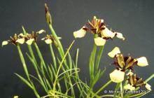 Moraea lurida