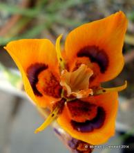 Moraea tulbagensis