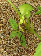 arisaema intermedium f. biflagellatum