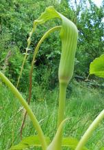 arisaema intermedium f. biflagellatum