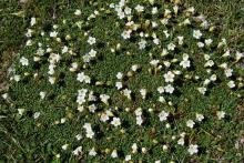 Diapensia lapponica at Cape St. Mary's , Placentia Bay NFLD