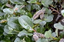 Salix B ? Tromso BG 3