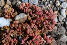 Delosperma 'nubigenum'