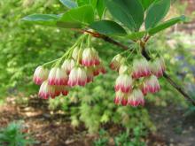 Red-Veined Japanese Pagoda Tree blooms