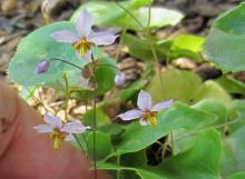 Epimedium elachyphyllum