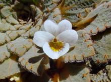 Viola farkasiana sp. nova  