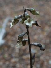 Gastrodia cunninghamii