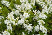 Hebe rakaiensis flowers