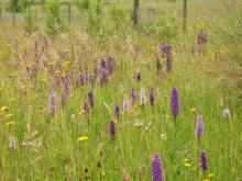 many Dactylorhiza