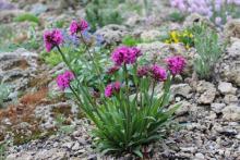 Lychnis alpina 'Kugelblitz'