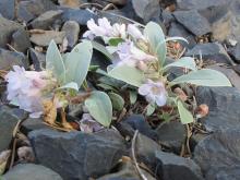 Penstemon debilis, one of my favorite penstemons.