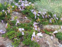 Penstemon davidsonii, from the Wallowa mountains.