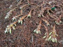 Iris cristata surface rhizomes, Jan 31st, 2016.