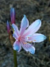 Lycoris sprengeri