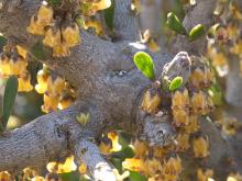 Melicytus alpinus