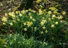  Narcissus pallidiflorus collected LN Pyrenees naturelising in Normandy France