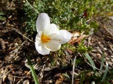 Crocus niveus