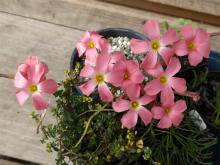 Oxalis hirta "Salmon-Pink form"