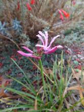 Nerine NOT filifolia