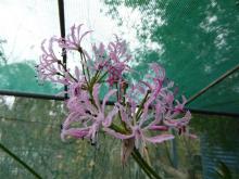 Nerine crispa