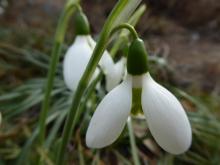 Galanthus elwesii