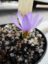 Crocus rujanensis