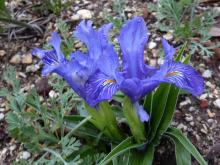 Iris planifolia