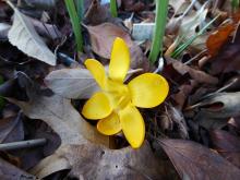 Crocus olivieri ssp olivieri