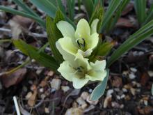 Babiana odorata seedling