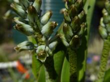 Lachenalia bolusii close-up