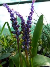 Lachenalia mutabilis