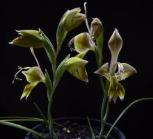 Gladiolus virescens