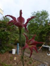 Gladiolus.liliaceus.daytime